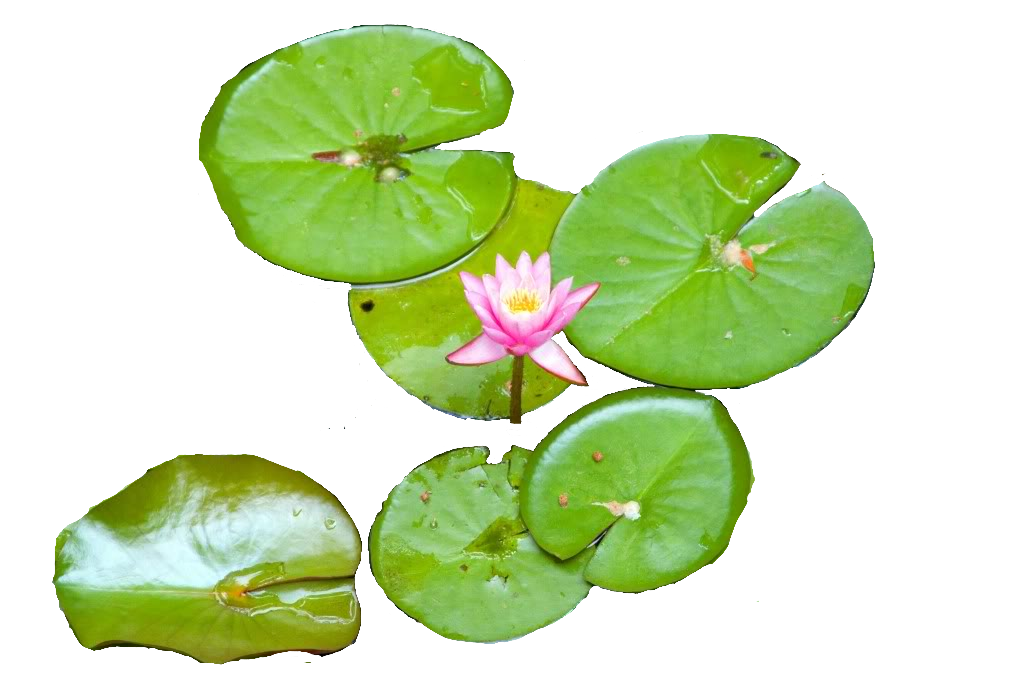 Water Lilies, Pink, Pink Wate