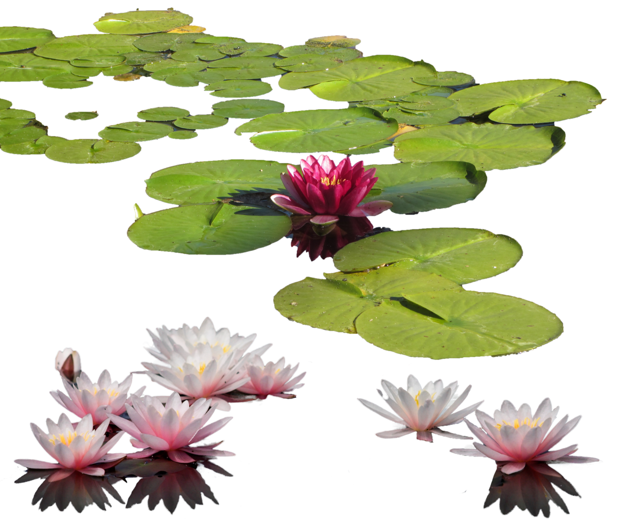 Water Lily PNG - 8183