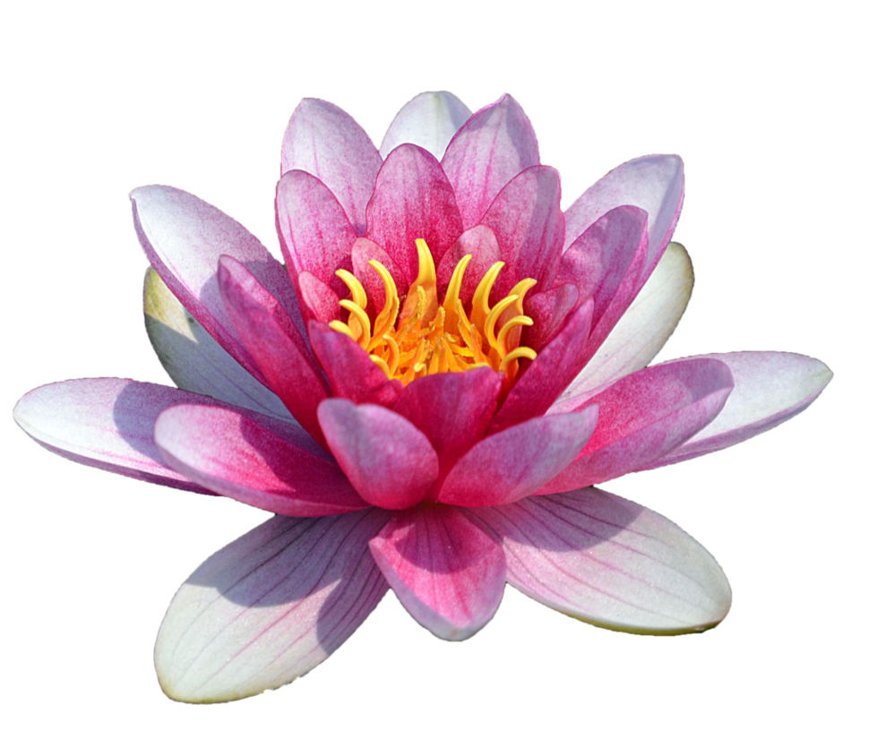 Download Water Lily PNG image