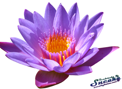 Water Lily PNG