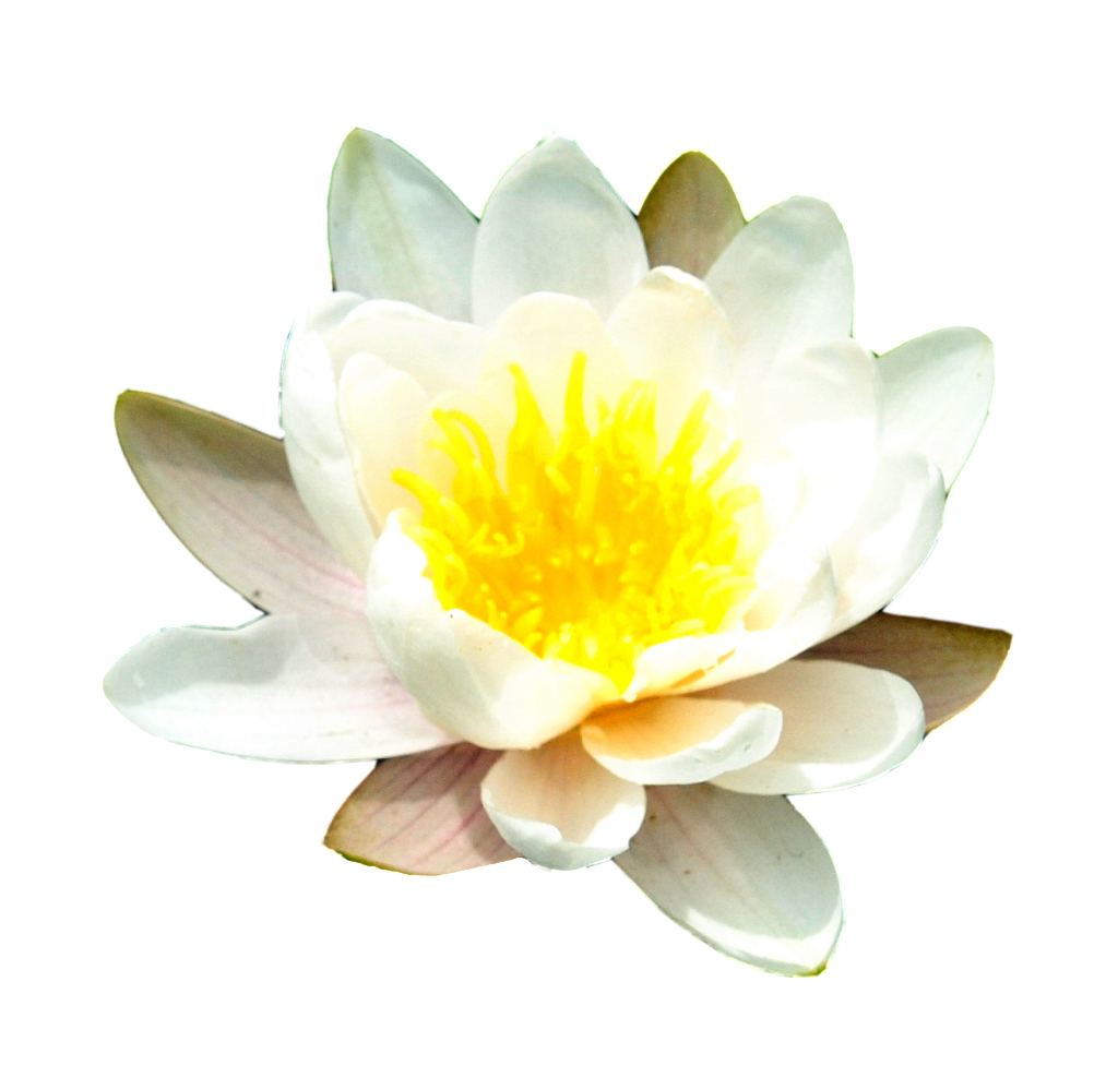 Water Lily PNG Transparent Im