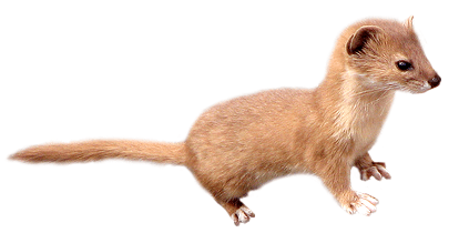 Facts About Weasels | Weasel 
