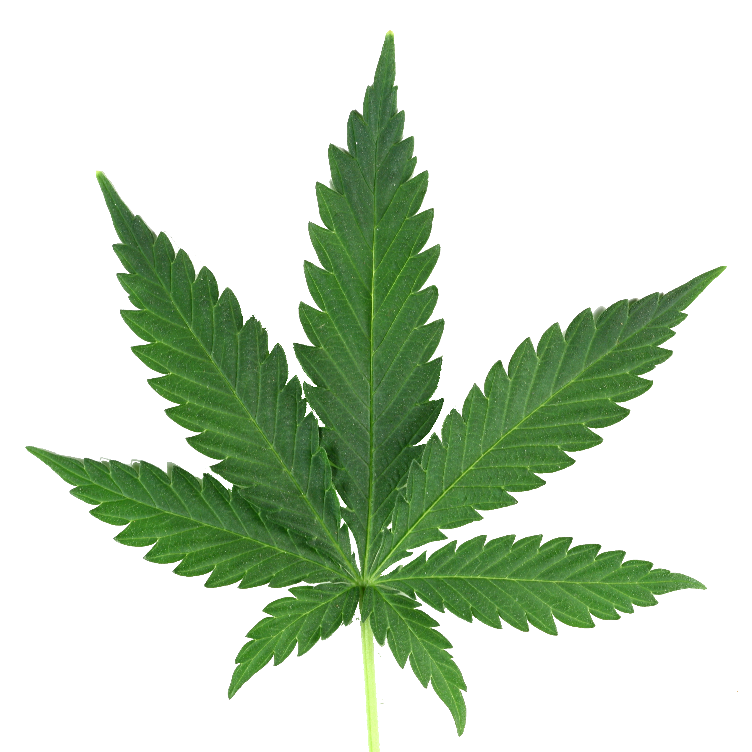 Weed PNG HD-PlusPNG.com-1024