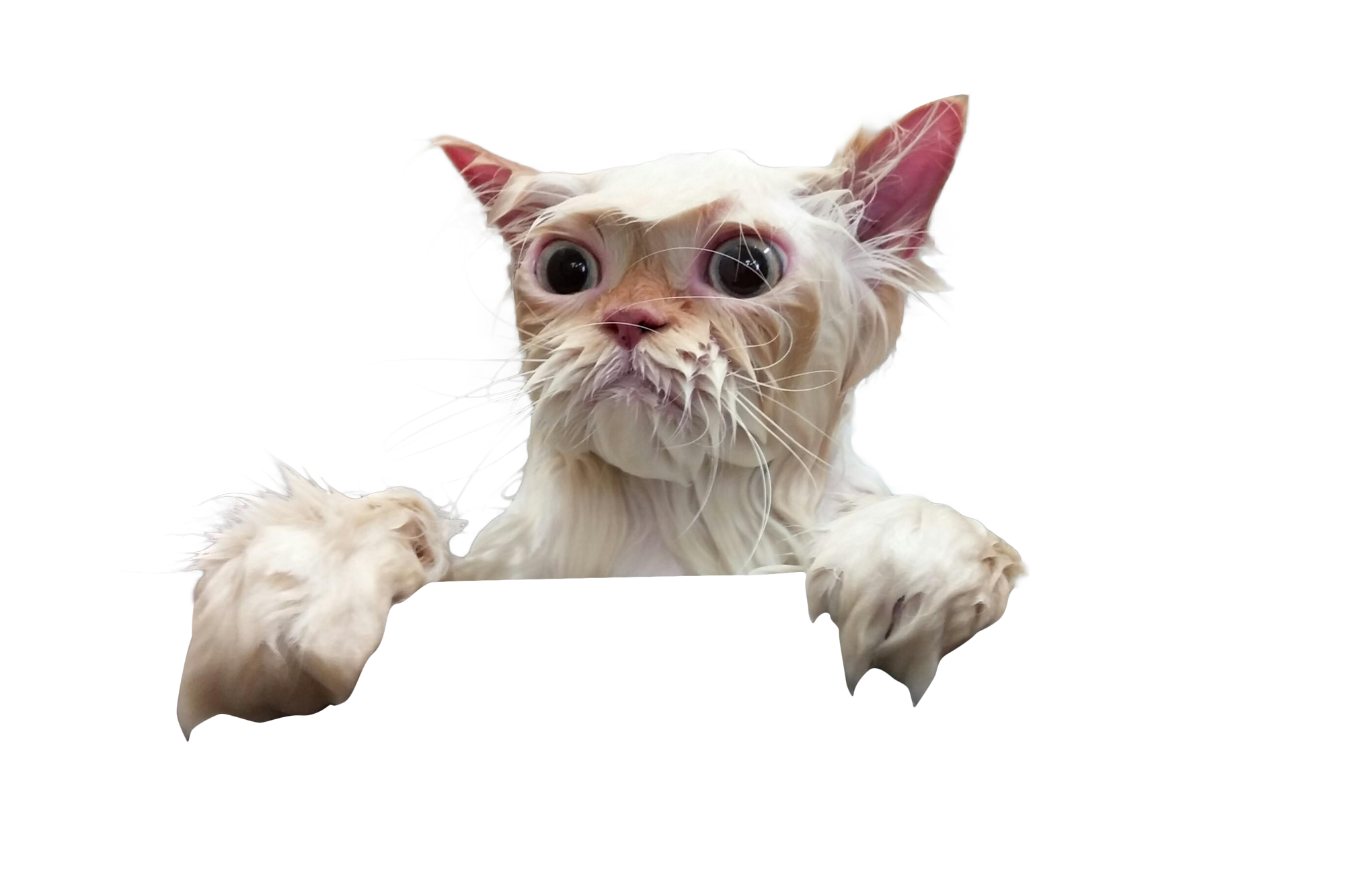 Wet Cat PNG - 151503