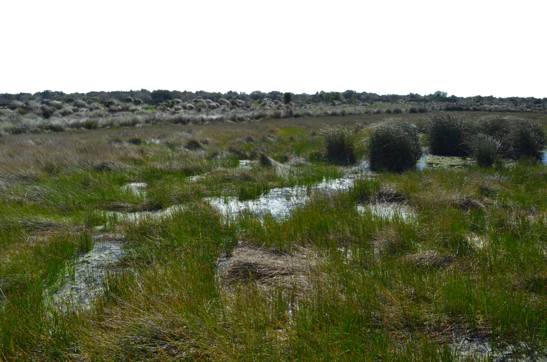 Wetland PNG HD - 138512