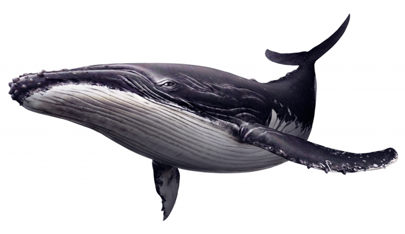 Killer Whale PNG Clipart