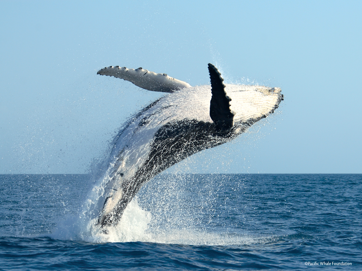 Whale HD PNG - 119596