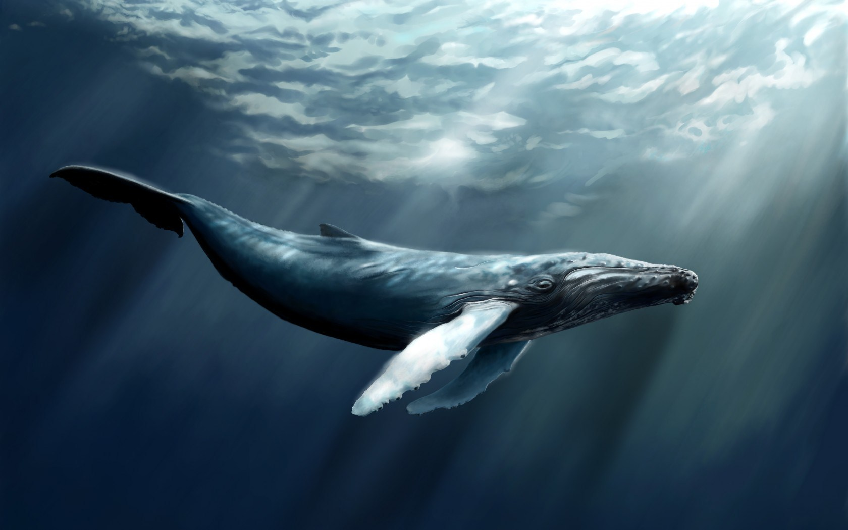 Whale HD PNG - 119592