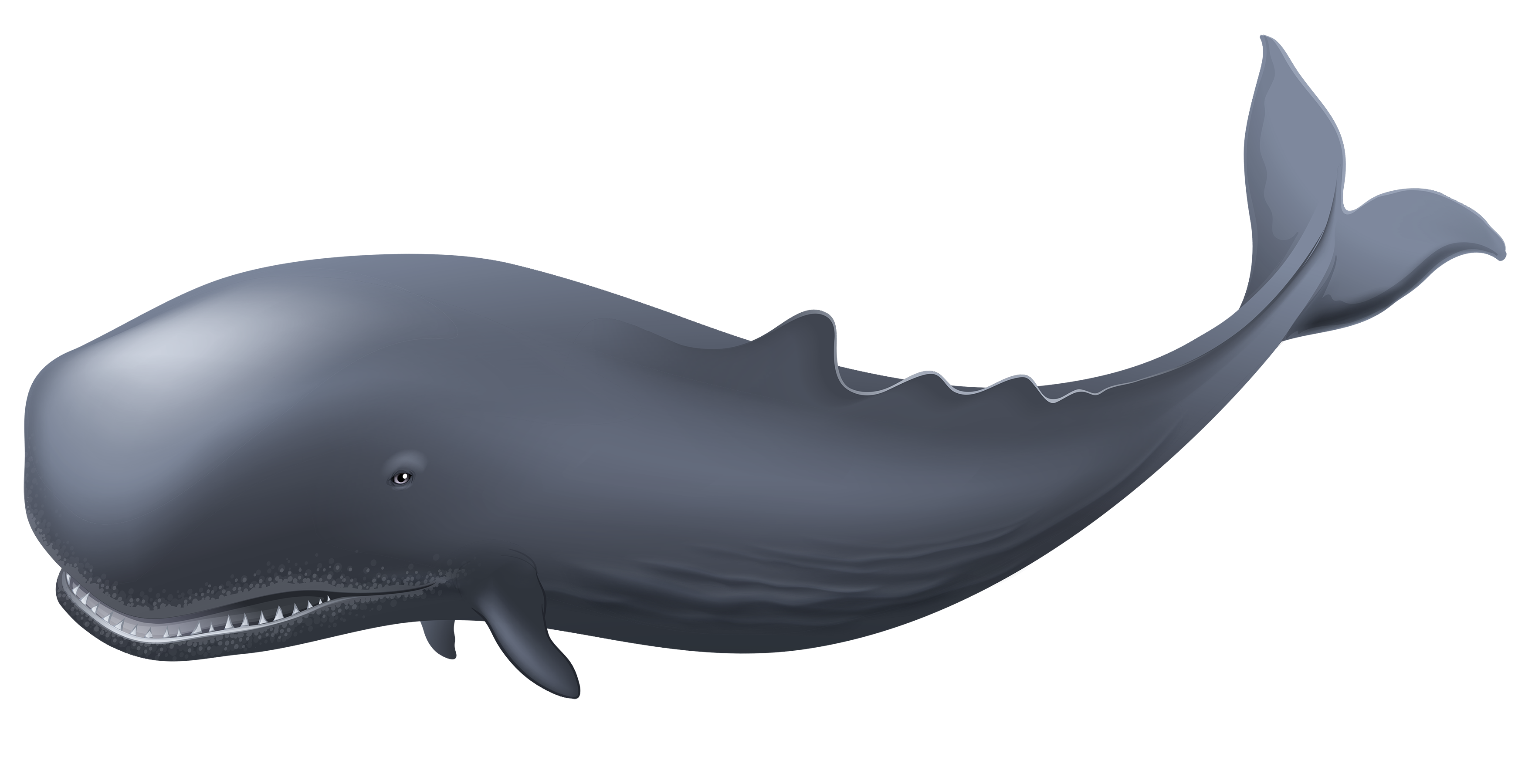Blue Whale Transparent Backgr