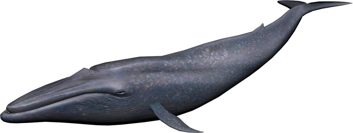 Whale HD PNG - 119589