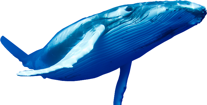 Whale HD PNG - 119591