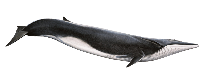Whale HD PNG - 119587