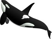 Whale HD PNG - 119597