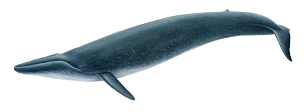 Whale PNG - 27195