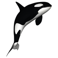 Whale PNG - 27206