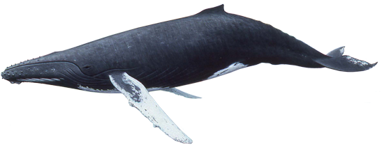 Whale PNG - 27196
