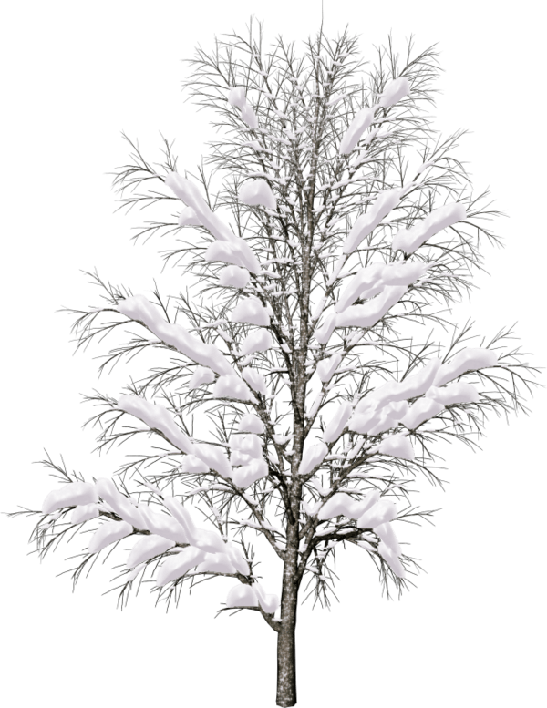 White Birch Tree PNG - 154409