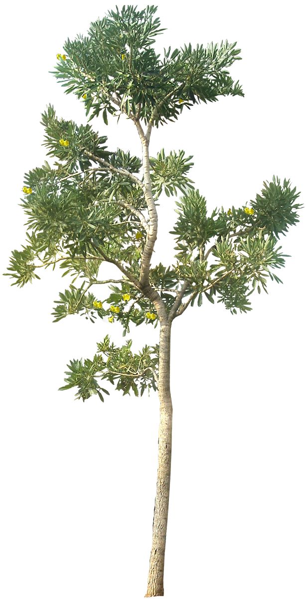 Wide Tree PNG - 55247