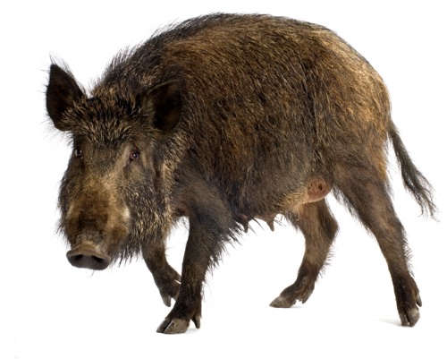 Fangs of wild boar, Product K