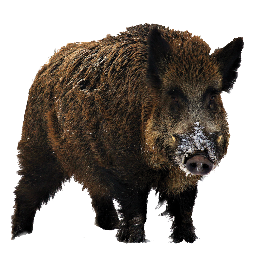 Collection of Wild Boar PNG HD. | PlusPNG