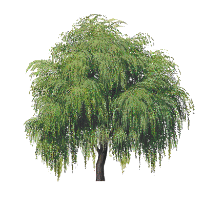Willow Tree PNG HD - 130452
