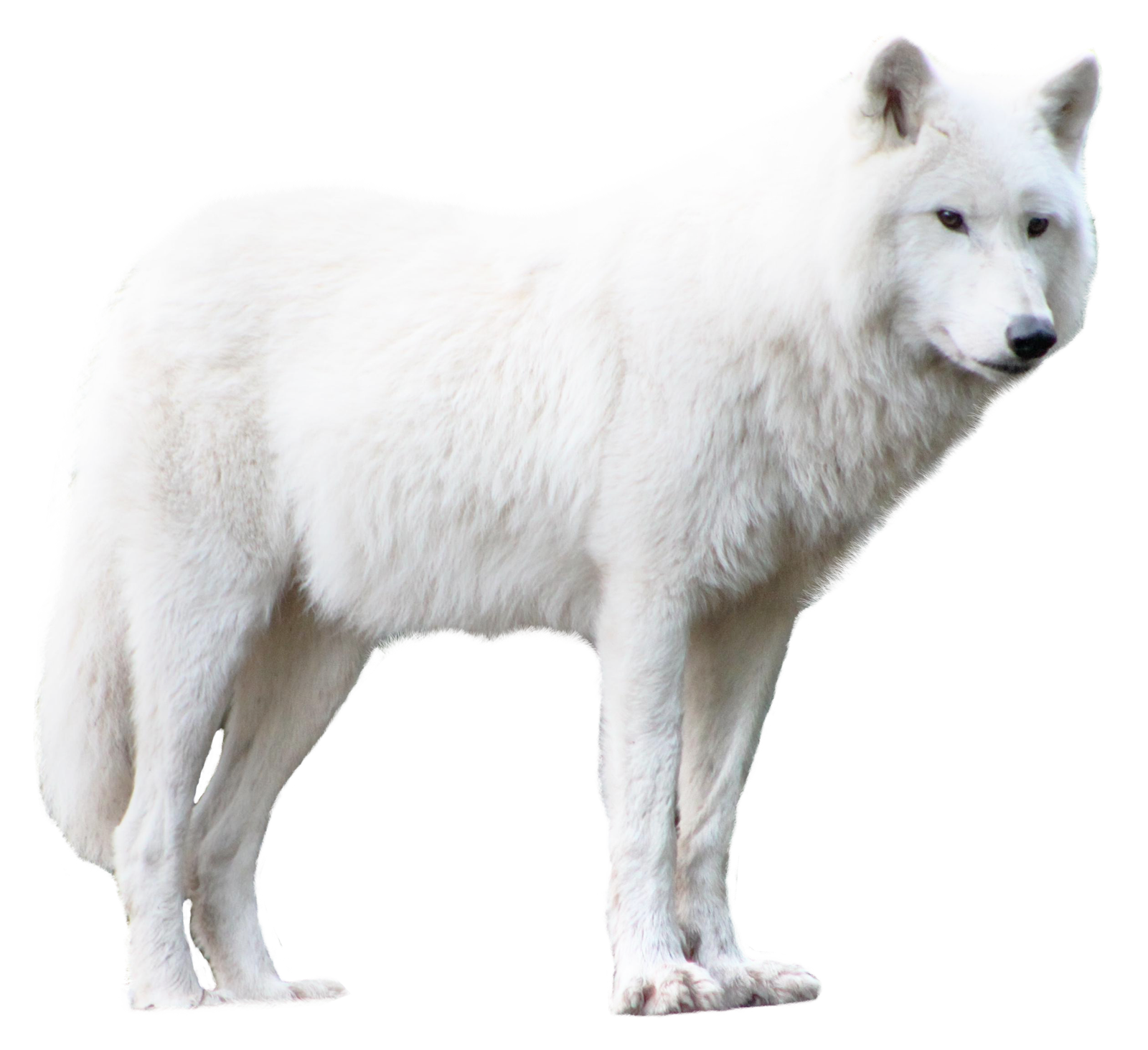 Wolf PNG - 17316