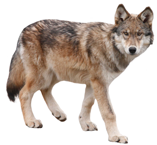 Wolf PNG - 17315