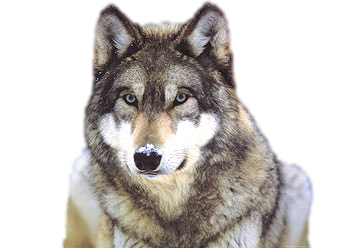 Wolf PNG - 17303