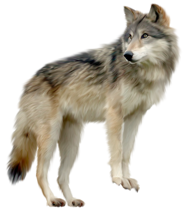 Wolf PNG - 17297