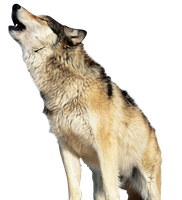Wolf PNG - 17301