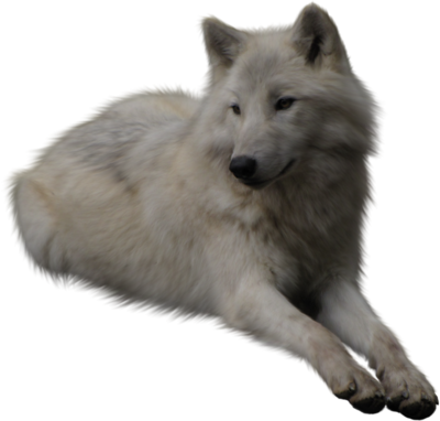 Wolf PNG - 17308