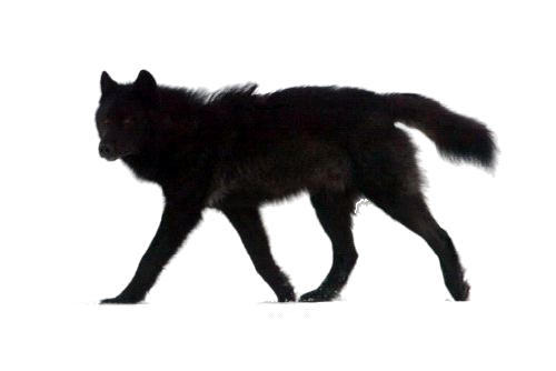 Wolf PNG - 17313