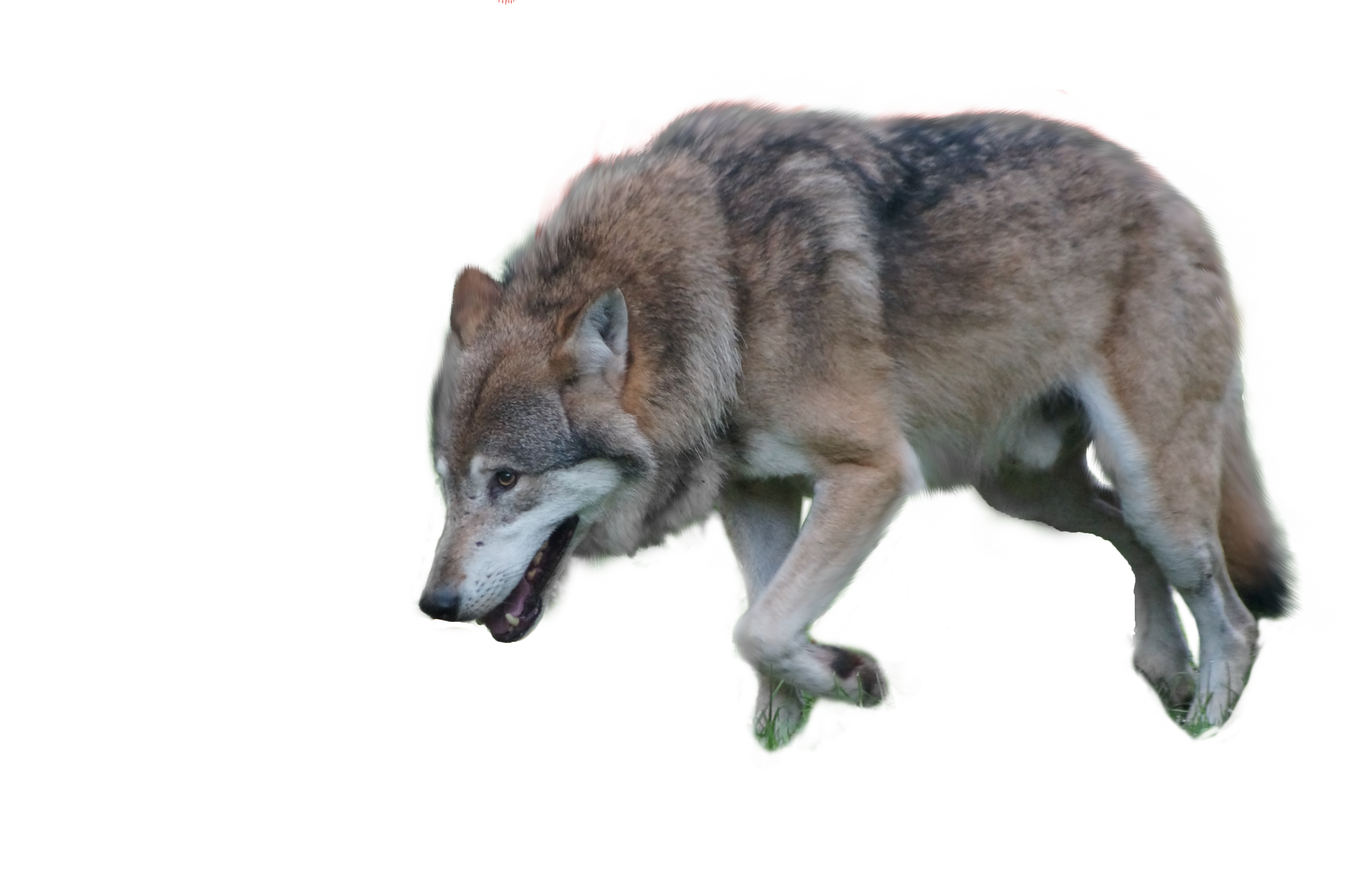 Wolf PNG - 21433