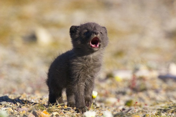 Wolf Pup PNG - 62234