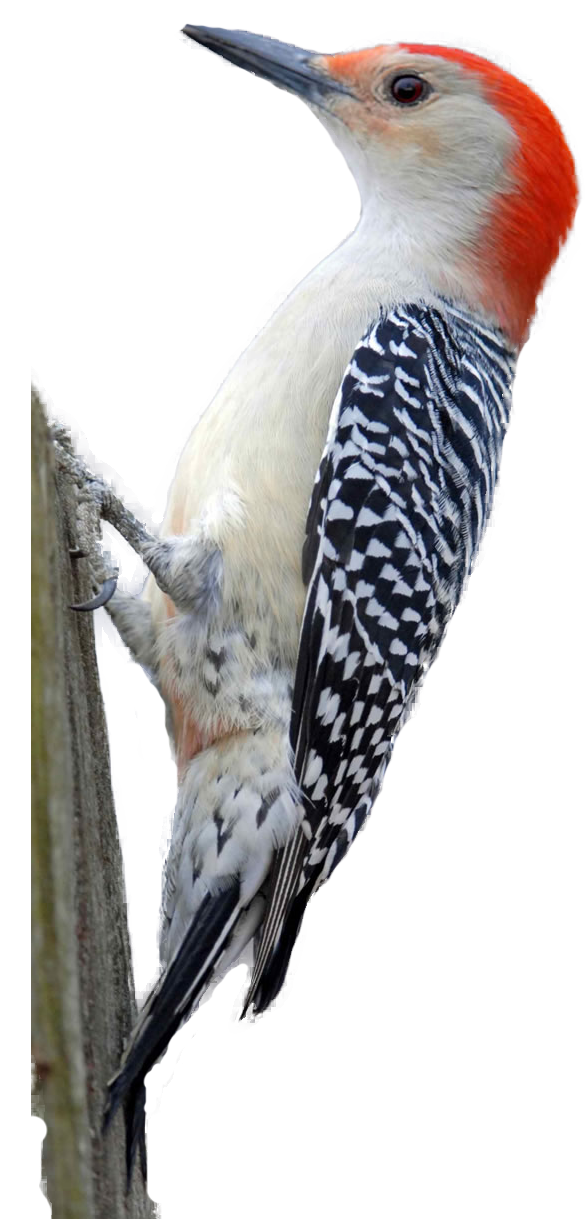 Woodpecker clipart - photo#6