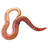Worms PNG - 16690
