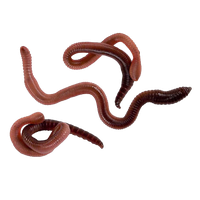 Worms Png Clipart PNG Image