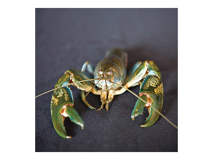 Yabby PNG - 41870