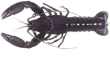 Yabby PNG - 41866
