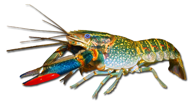 Yabby PNG - 41871