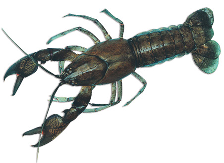 Yabby PNG - 41872