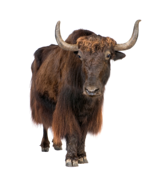 Free vector graphic: Bison, O