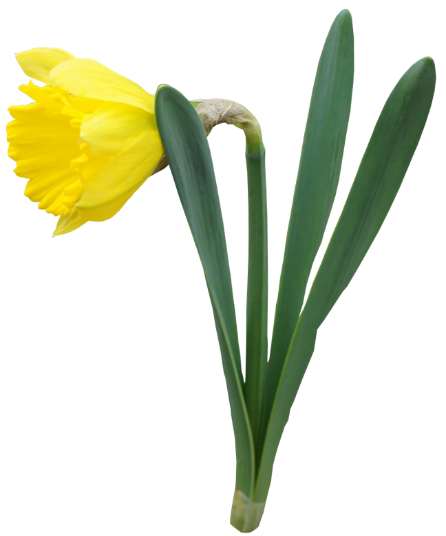 Daffodils PNG - 588