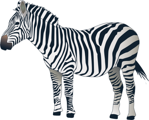 Zebra HD PNG - 119209