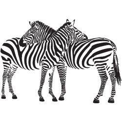 Zebra PNG - 1727