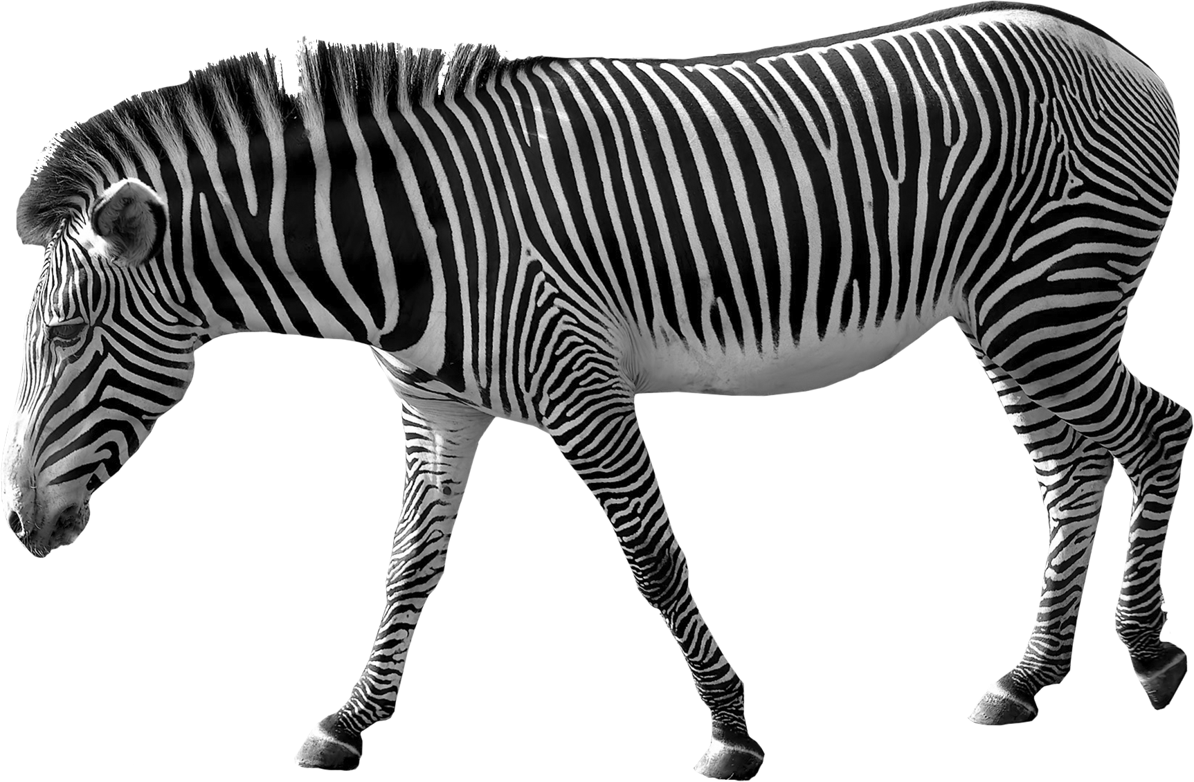 black and white zebra clipart