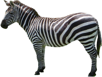 Zebra PNG - 1714