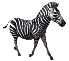 Zebra PNG - 1718